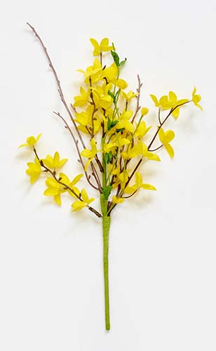 16" Forsythia Pick 