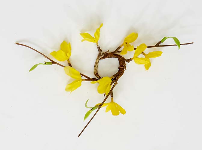 1.25" Forsythia Candle Ring