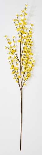 16" Forsythia Stem