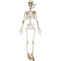 36" Posable Skeleton